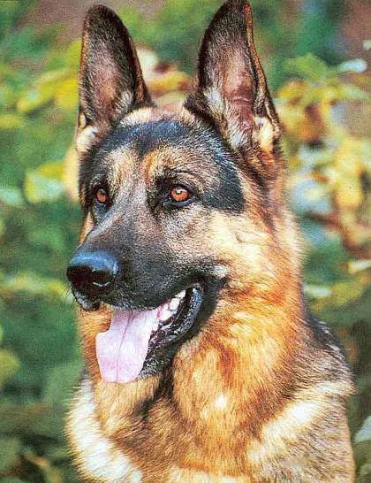 早期牧羊犬，历史渊源、特点与现代价值探索